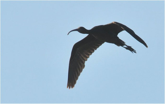 BRAUNER SICHLER, GLOSSY IBIS, PLEGADIS FALCINELLUS