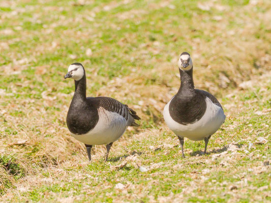 Auch Weißwangengänse hielten sich Mitte Mai noch in großen Scharen auf Ameland auf.