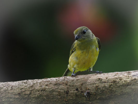 GELBBAUCHORGANIST, ORANGE-BELLIED EUPHONIA - EUPHONIA XANTHOGASTER