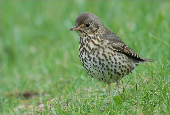 SINGDROSSEL, SONG TRUSH, TURDUS PHILOMELOS 
