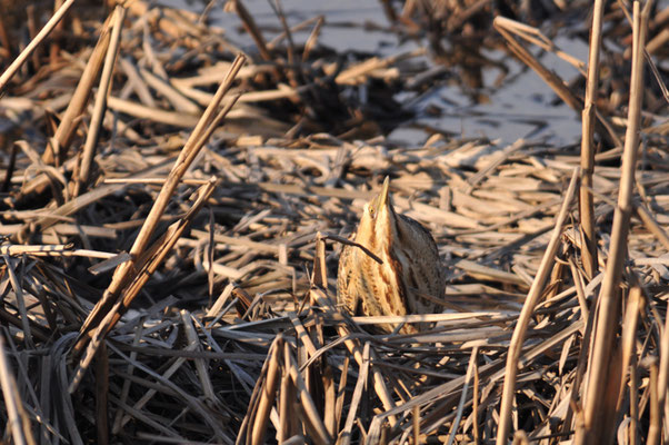 ROHRDOMMEL, BITTERN, BOTAURUS STELLARIS