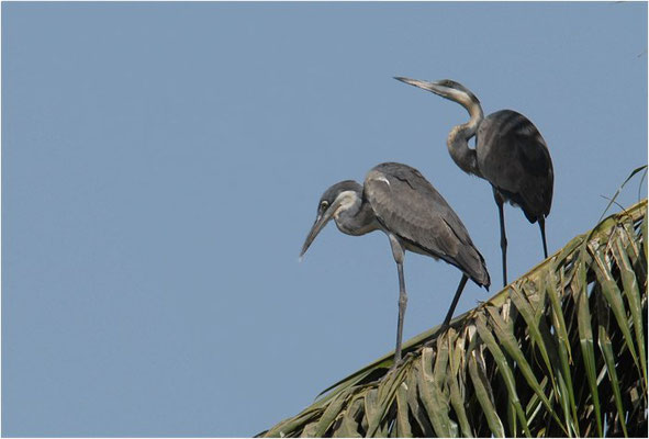 SCHWARZHALSREIHER, BLACK-HEADED HERON, ARDEA MELANOCEPHALA