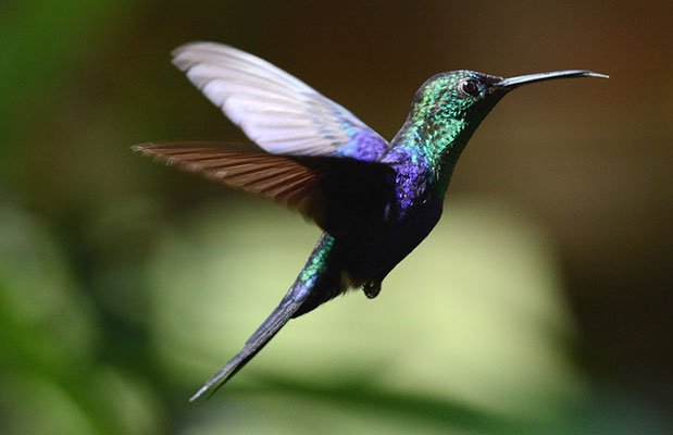 VIOLETKRONENNYMPHE, VIOLET-CROWNED WOODNYMPH, THALURANIA COLUMBICA