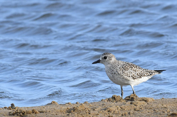 KIEBITZREGENPFEIFER, BLACK-BELLIED PLOVER, PLUVIALIS SQUATAROLA