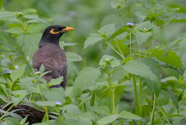 HIRTENMAINA, COMMON MYNA, ACRIDOTHERES TRISTIS