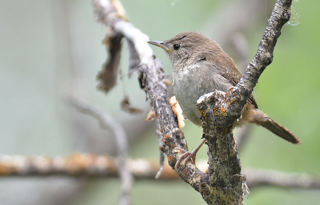 HAUSZAUNKÖNUG, HOUSE WREN, TROGLODYTES AEDON