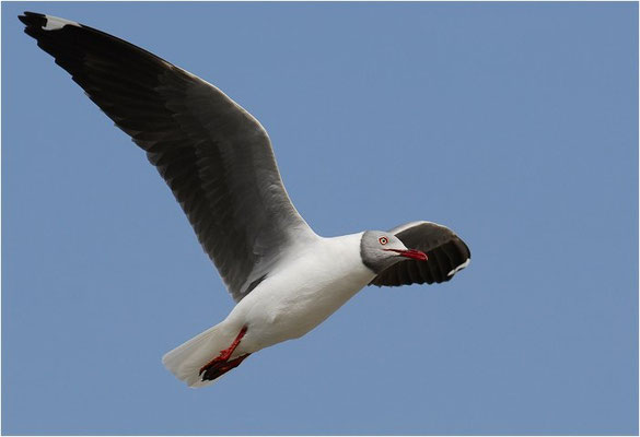 GRAUKOPFMÖWE, GREY-HEADED GULL, LARUS CIRROCEPHALUS