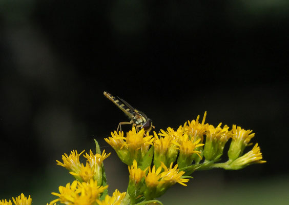 STIFTSCHWEBFLIEGE, SPHAEROPHORIA SCRIPTA