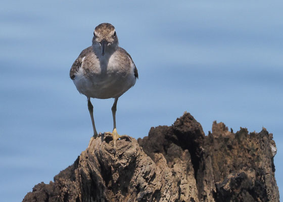 DROSSELUFERLÄUFER, SPOTTED SANDPIPER, ACTITIS MACULARIUS