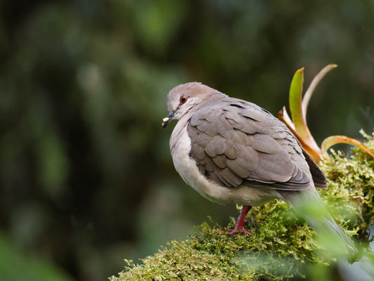 WEISSSTIRNTAUBE, WHITE-TIPPED DOVE - LEPTOTILA VERREAUXI