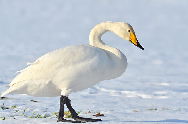SINGSCHWAN, WHOOPER SWAN, CYGNUS CYGNUS