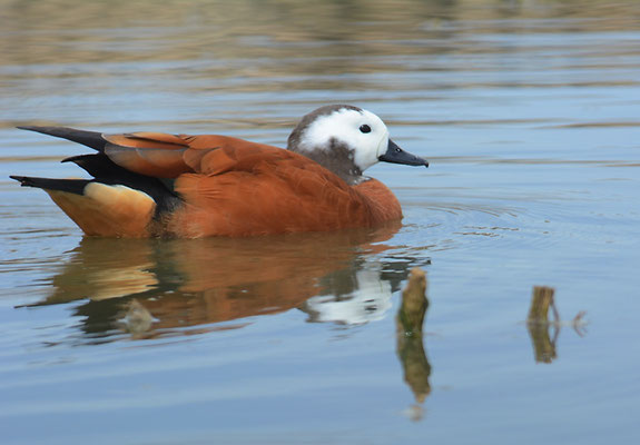 GRAUKOPFKASARKA, SOUTH AFRICAN SHELDUCK, TADORNA CANA
