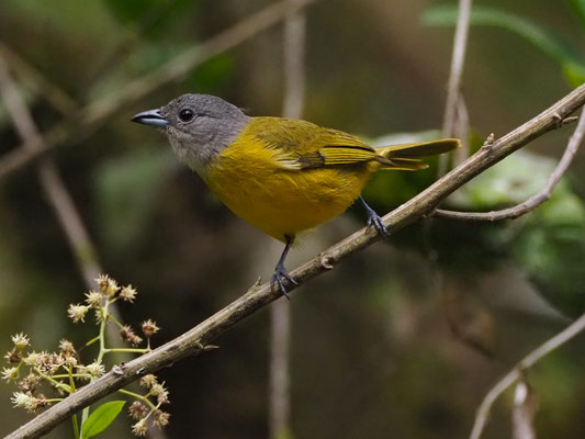 TRAUERTANGARE, WHITE-SHOULDERED TANAGER - TACHYPHONUS LUCTUOSUS