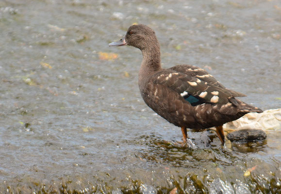 SCHWARZENTE, AFRICAN BLACK DUCK, ANAS SPARSA