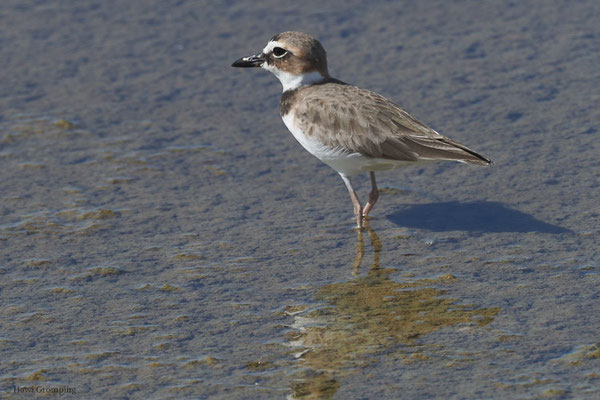 WILSON-REGENPFEIFER, WILSON´S PLOVER, CHARADRIUS WILSONIA
