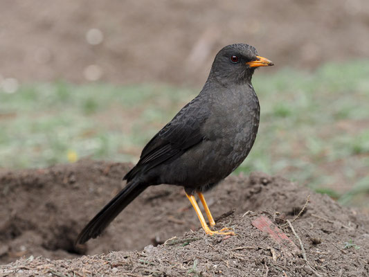 RIESENDROSSEL, GREAT THRUSH - TURDUS FUSCATER