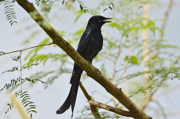 KÖNIGSDRONGO, BLACK DRONGO, DICRURUS MACROCERCUS