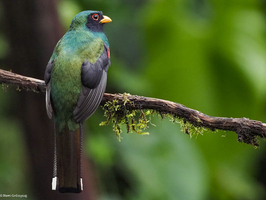 MASKENTROGON, MASKED TROGON - TROGON PERSONATUS