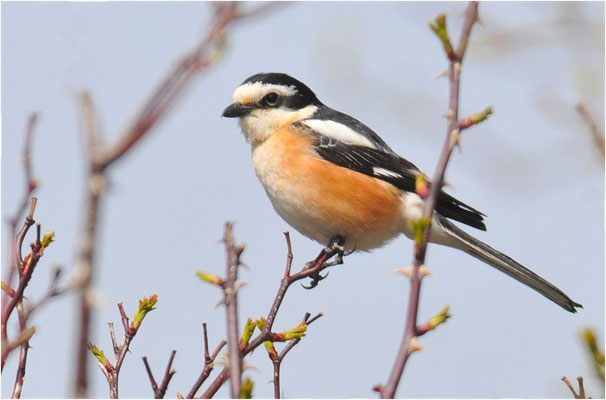 MASKENWÜRGER, MASKED SHRIKE, LANIUS NUBICUS