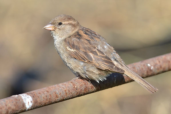 HAUSSPERLING, HOUSE SPARROW, PASSER DOMESTICUS 