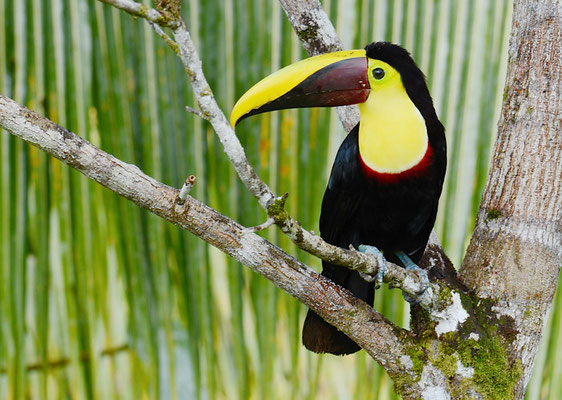 GOLDKEHLTUKAN (SWAINSONTUKAN), CHETNUT-MANDIBLED  TOUCAN,      RAMPHASTOS SWAINSONII 