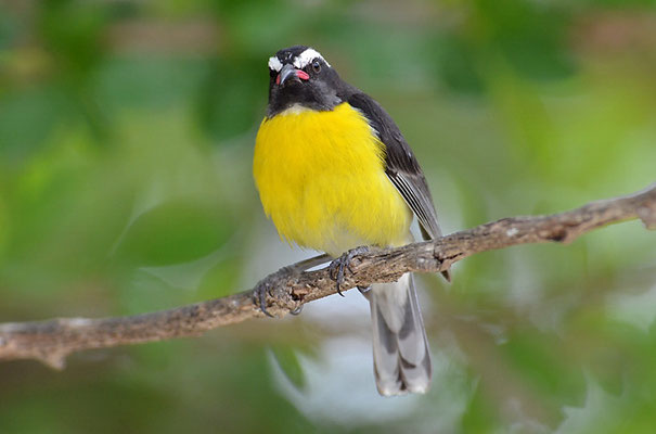 ZUCKERVOGEL, BANANAQUIT, COEREBA FLAVEOLA