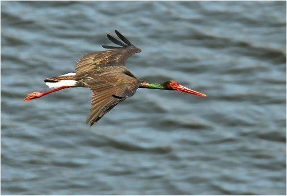 SCHWARZSTORCH, BLACK STORK, CICONIA NIGRA