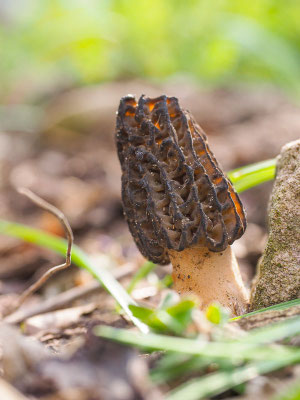 Spitz-Morchel - Morchella elata