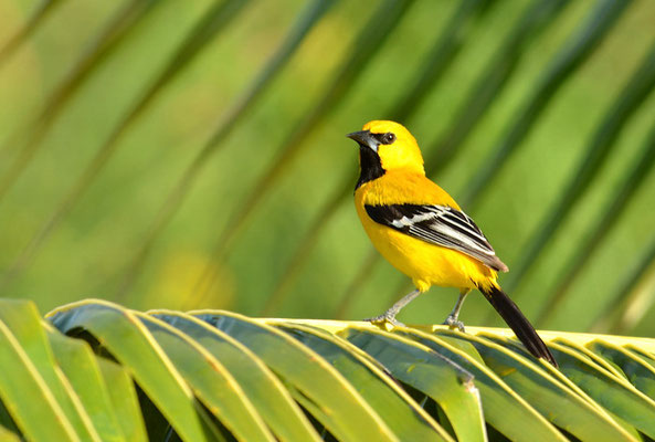 ORANGEBRUSTTRUPIAL, YELLOW ORIOLE, ICTERUS NIGROGULARIS