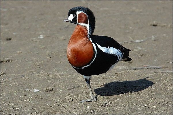 Rothalsgans, Red-breasted goose, Branta rufficollis