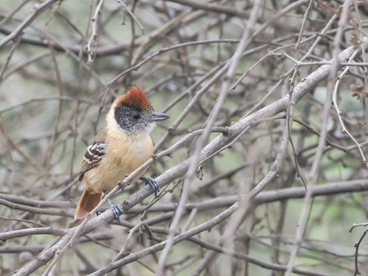 Fleckengesicht-Ameisenwürger, Collared Antshrike - Thamnophilus bernardi