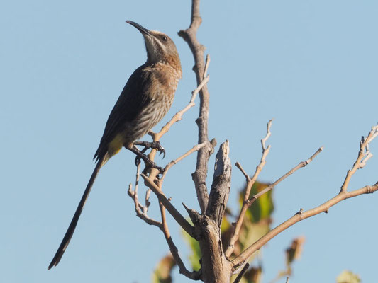 Kaphonigfresser, cape sugarbird, promerops cafer - südafrika