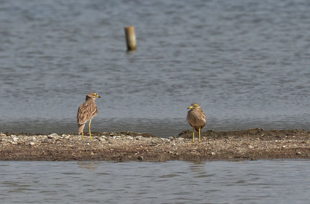 TRIEL, STONE CURLEW, BURHINUS OEDICNEMUS