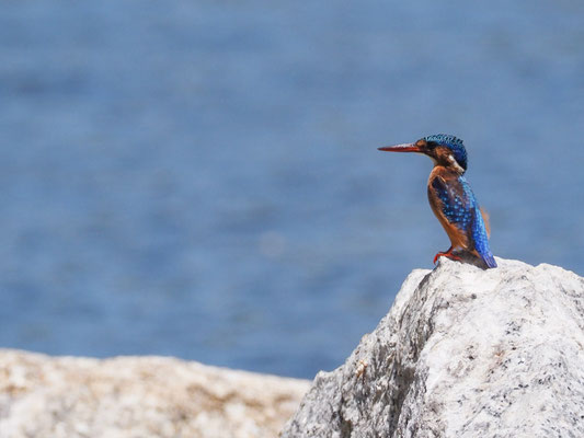 Haubenzwergfischer, Malachite Kingfisher - Alcedo cristata