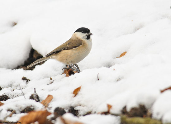Sumpfmeise im Schnee