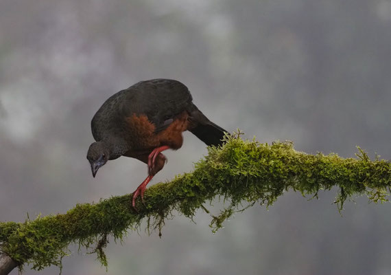 SICHELGUAN, SICKLE-WINGED GUAN - CHAMAEPETES GOUDOTII