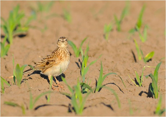 FELDLERCHE, SKYLARK, ALAUDA ARVENSIS