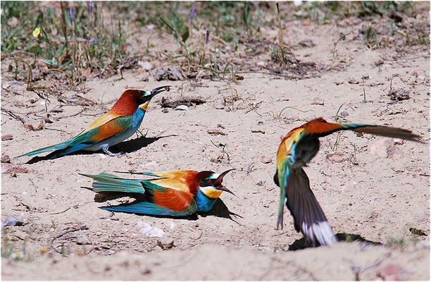 BIENENFRESSER, EUROPEAN BEE-EATER, MEROPS APIASTER