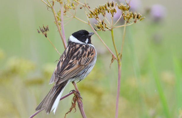 ROHRAMMER, REED BUNTING, EMBERIZA SCHOENICLUS