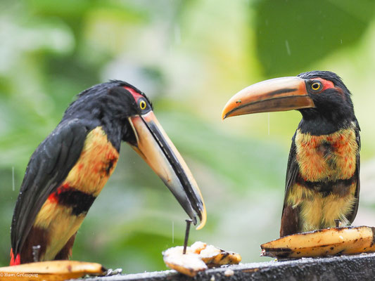 HELLSCHNABELARASSARI, , PALE-MANDIBLED ARACARI - PTEROGLOSSUS ERYTHROPYGIUS