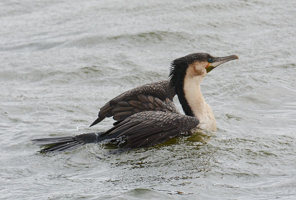 WEISSBRUSTKORMORAN, WHITE-BREASTED CORMORANT, PHALACROCORAX LUCIDUS