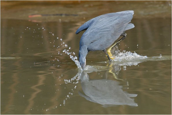 KÜSTENREIHER, WESTERNREEF HERON, EGRETTA GULARIS