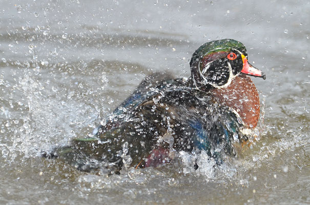 BRAUTENTE, WOOD DUCK, AIX SPONSA