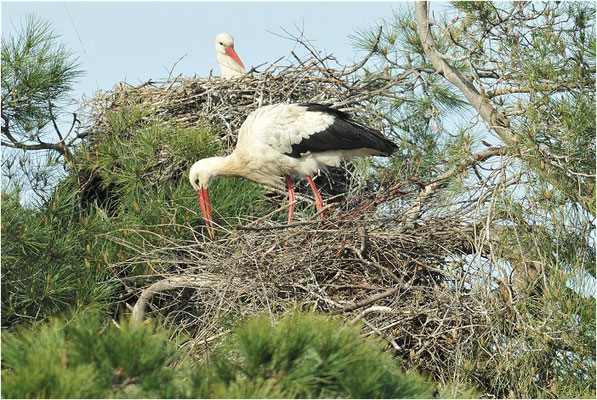WEISSSTORCH, WHITE STORK, CICONIA CICONIA