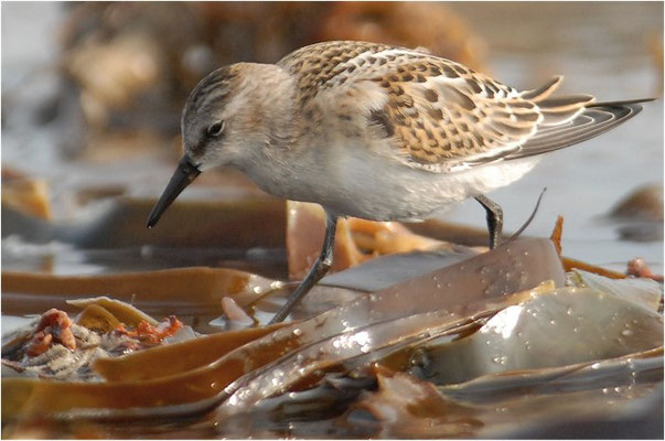 ZWERGSTRANDLÄUFER, LITTLE STINT, CALIDRIS MINUTA