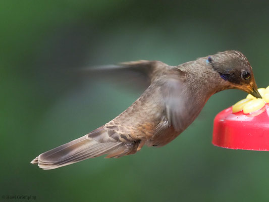 BRAUNER VEILCHENOHRKOLIBRI, BROWN VIOLET-EAR, COLIBRI DELPHINAE