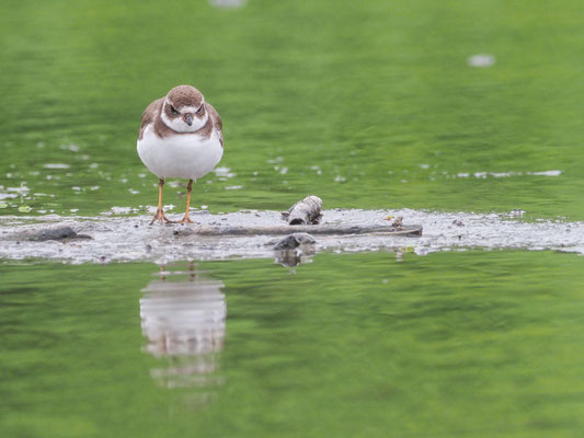 Amerikanischer Sandregenpfeifer, Semipalmated Plover - Charadrius semipalmatus