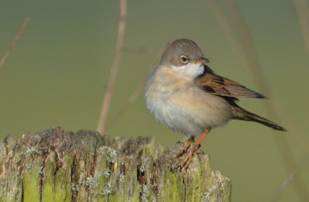 DORNGRASMÜCKE, WHITETHROAT, SYLVIA COMMUNIS