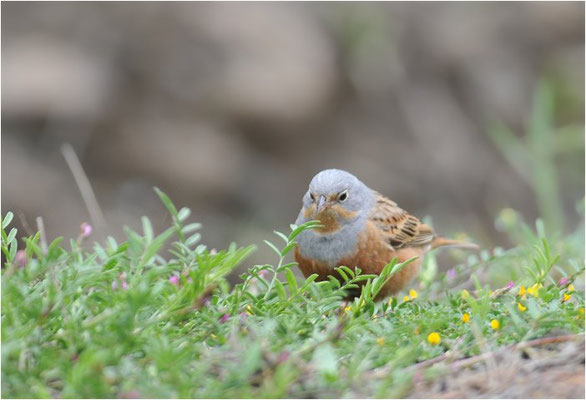 GRAUORTOLAN, CRETZSCHMAR´S BUNTING, EMBERIZA CAESIA