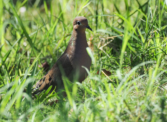 CAROLINATAUBE, MOURNING DOVE, ZENAIDA MACROURA